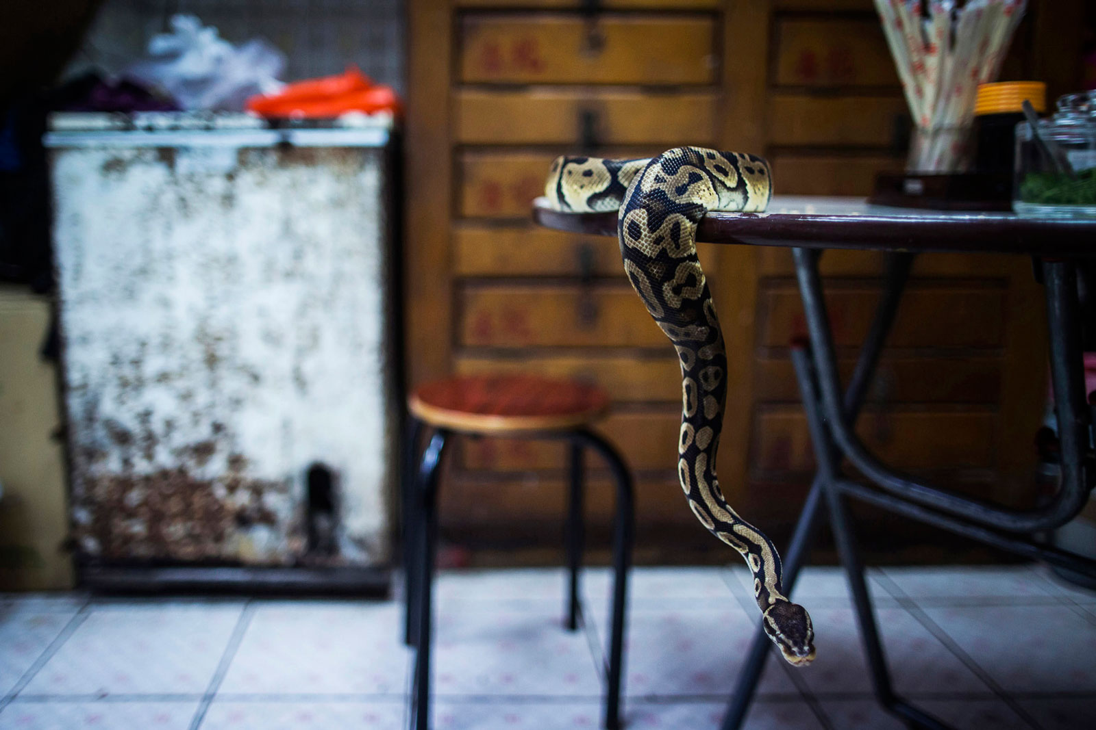 The pet python of Chow Ka-ling, owner of the Shia Wong Hip snake restaurant