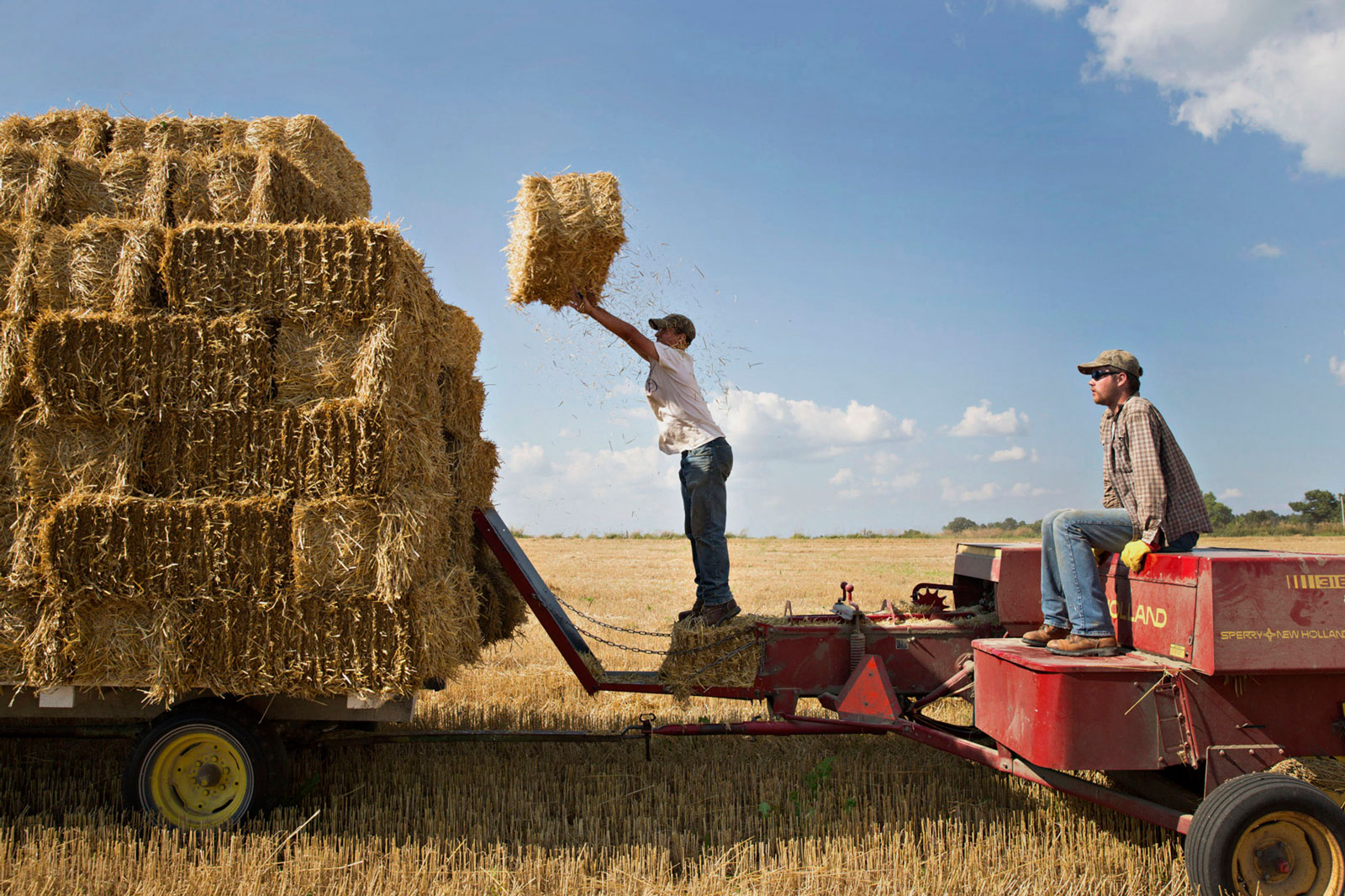 Farmhands stack bales of straw in a field where soft red winter wheat had been harvested in Kirkland, Ill.