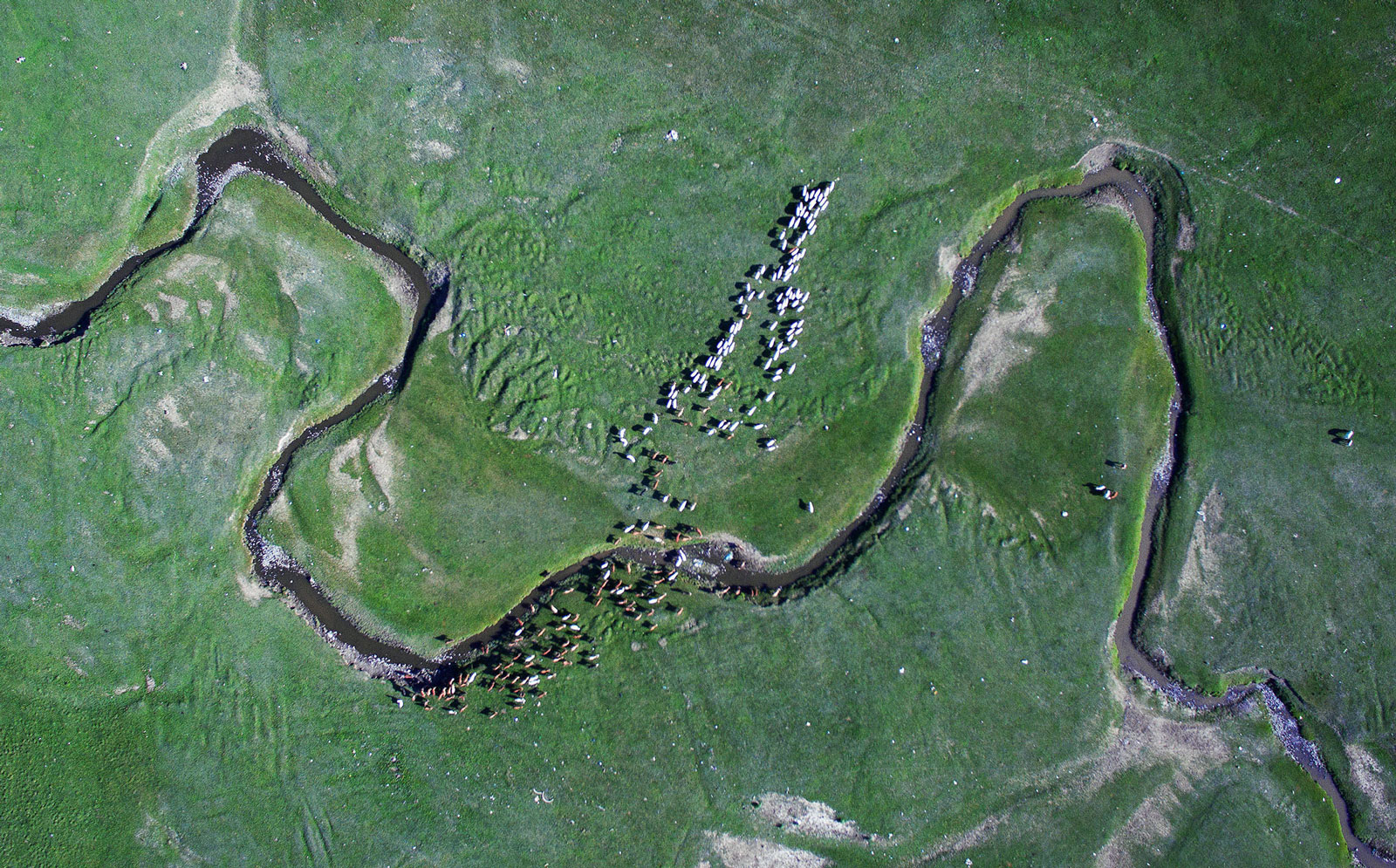 Sheep and goats graze near a stream in this aerial photograph taken in Tuv province, Mongolia