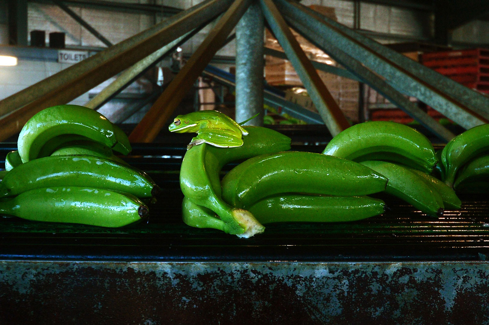 A green frog sits on freshly harvested bananas moving along a conveyor at the Liverpool River Bananas farm near Tully, Queensland, Australia