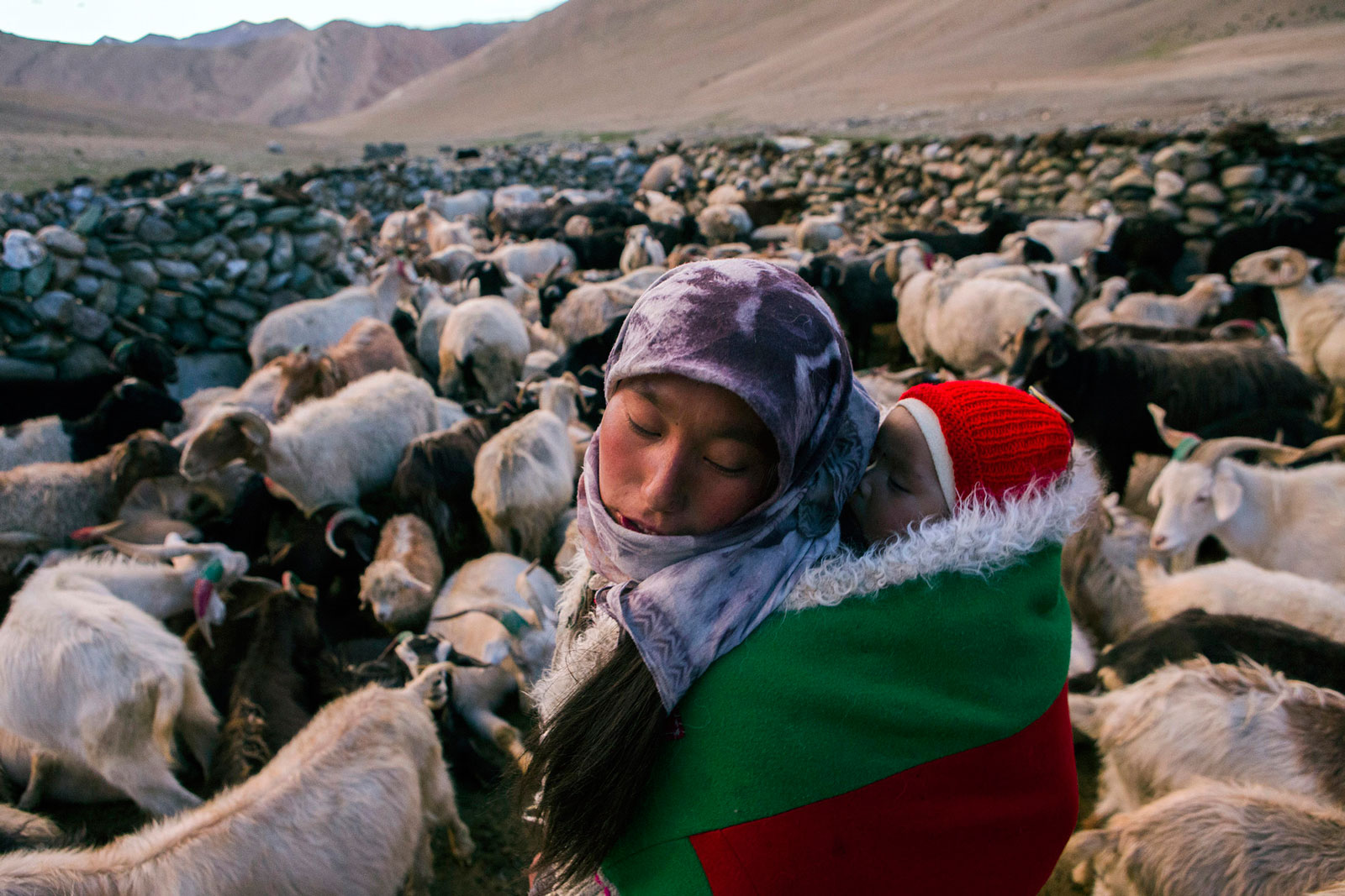 A nomadic woman carries a child on her back through a herd of pashmina goats at their settlement in the valley of Kharnak, Jammu and Kashmir, India