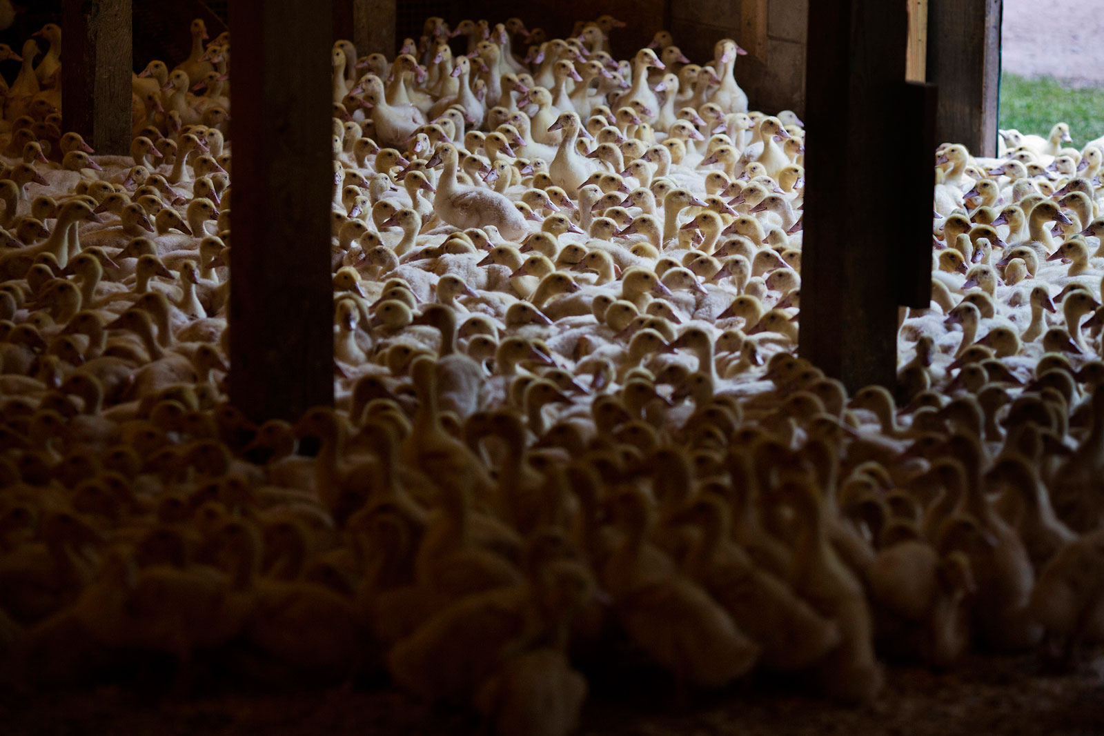 Young Rohan ducks gather in a barn where they are bred for the D'Artagnan specialty meat company in Cochecton, N.Y.