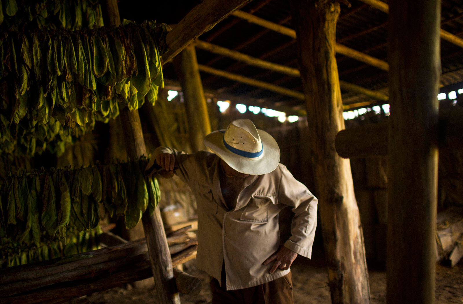 Harvested tobacco leaves hang in a shed on a farm in Vinales, Cuba\