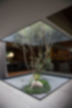A tree grows in the interior of Pujol.