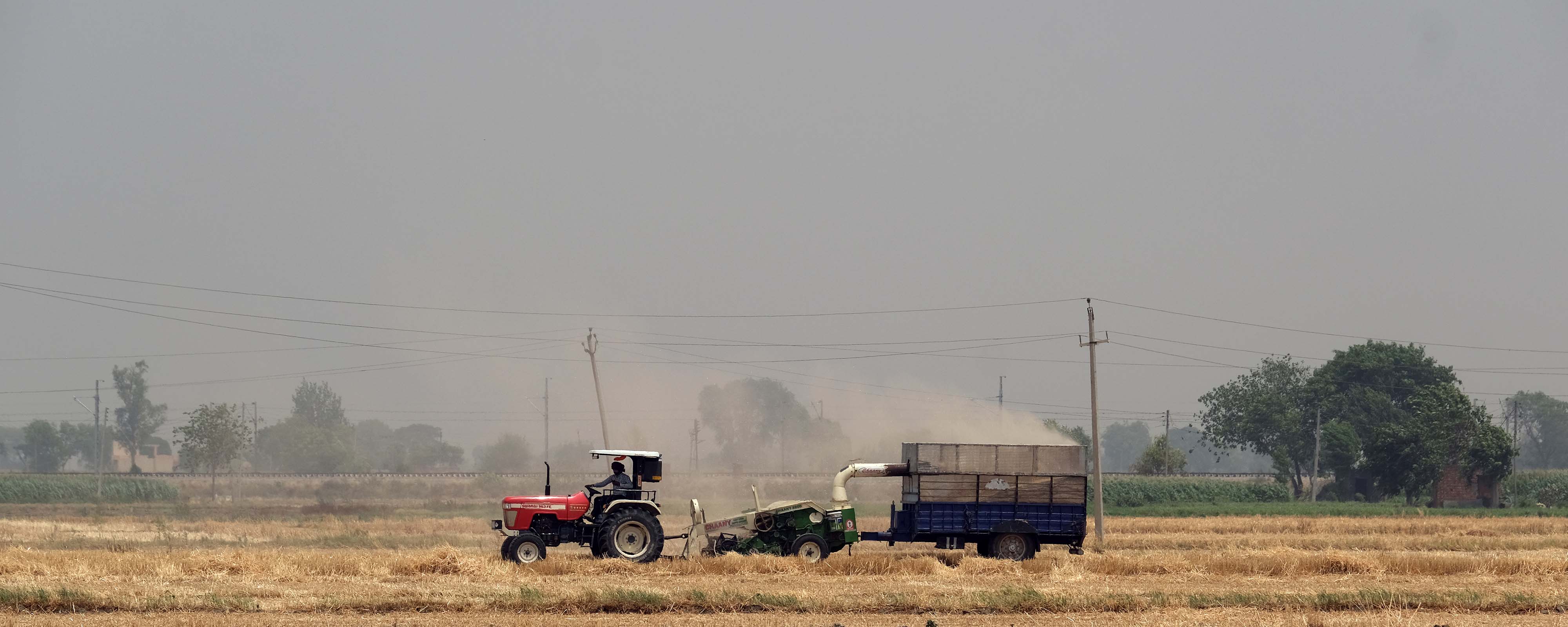 A tractor in the middle of a wheat field in India.