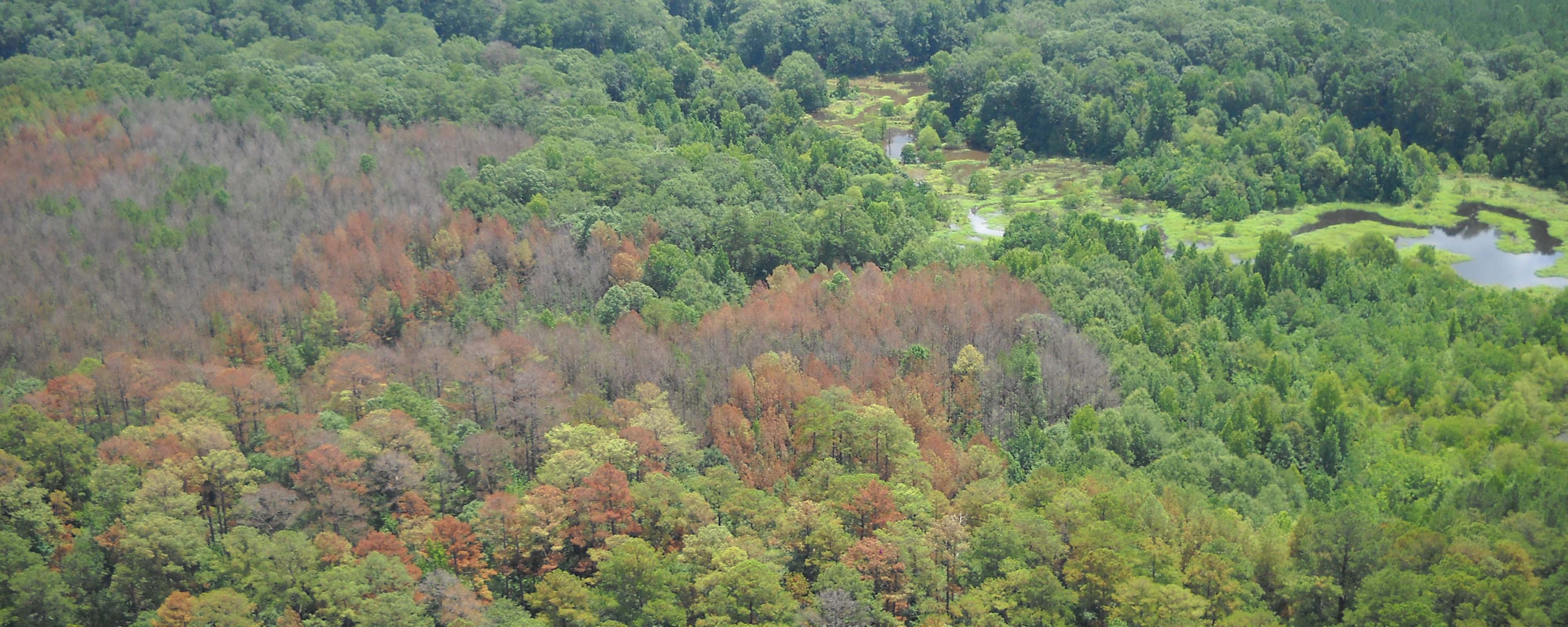 A photo of pine trees that have been destroyed by the southern pine beetle.