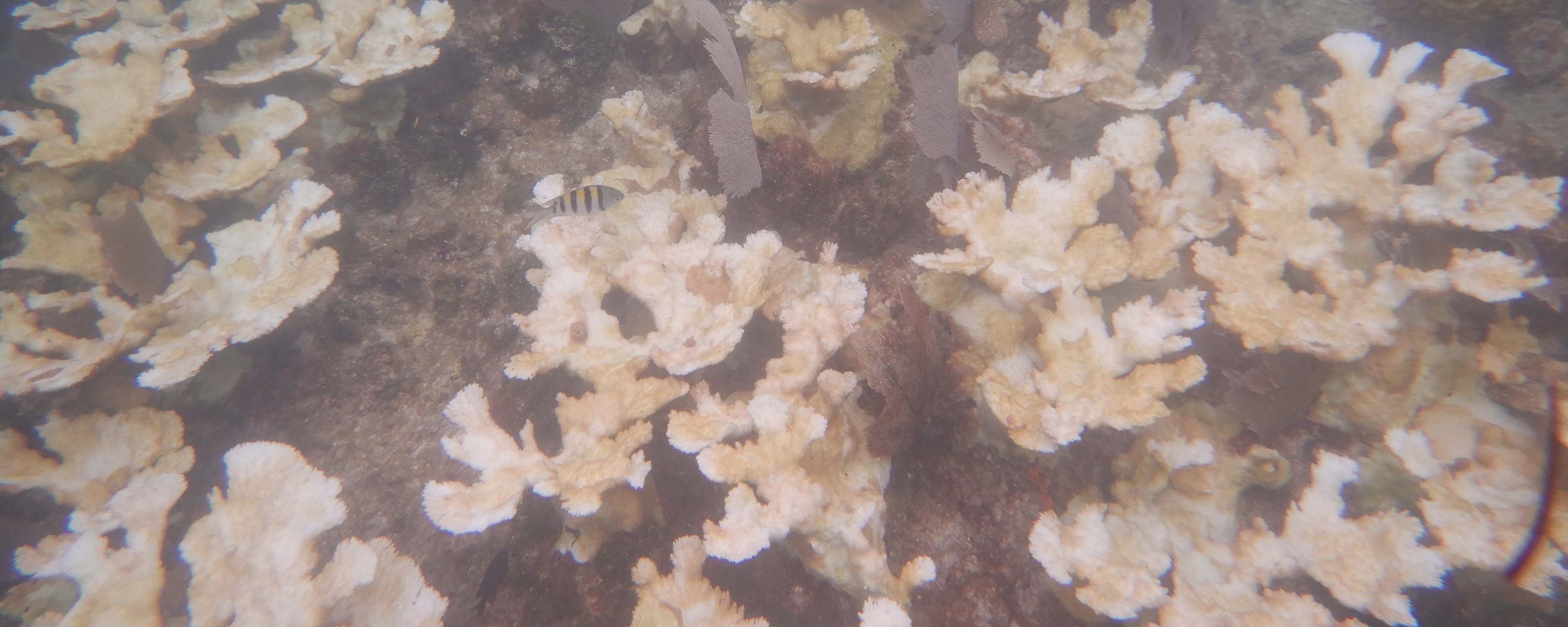 A photo showing bleached corals in the Florida Keys.